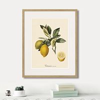 картина: juicy fruit lithography №3, 1870г. в Калининграде