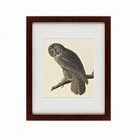 картина: great gray owl, 1834 в Калининграде