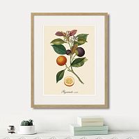 картина: juicy fruit lithography №11, 1870г. в Калининграде