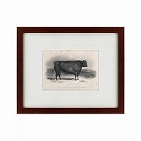 картина: a devon bull, 1849 в Калининграде