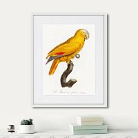 картина: beautiful parrots №1, 1872г. в Калининграде