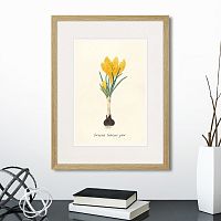 картина: botany illustration №10, 1836г. в Калининграде
