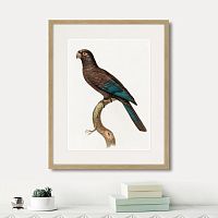 картина: beautiful parrots №10, 1872г. в Калининграде