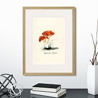 картина: botany illustration №5, 1836г. в Калининграде