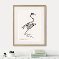 картина: sarcoramphus gryphus , 1867г. в Калининграде