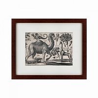 картина: a camel, 1670 в Калининграде