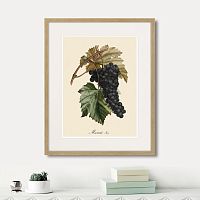 картина: juicy fruit lithography №12, 1870г. в Калининграде