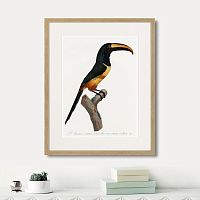 картина: beautiful toucans №4, 1806г. в Калининграде