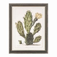 постер opuntia cactus зеленый в Калининграде