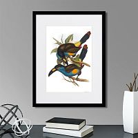 картина: toucans №4, 1849г. в Калининграде
