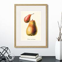 картина: botany illustration №16, 1836г. в Калининграде