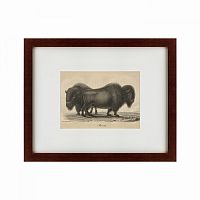 картина: bison, 1828 в Калининграде