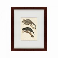 картина: des reptiles, 1705 в Калининграде