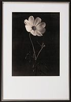постер с паспарту в раме gentle sepia ver. 1 в Калининграде