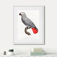 картина: beautiful parrots №2, 1872г. в Калининграде