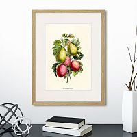 картина: botany illustration №20, 1836г. в Калининграде