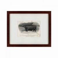 картина: a devon steer, 1869 в Калининграде