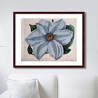 картина: exotic plants of the world №13, 1815г. в Калининграде
