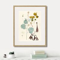 картина: fragmenta botanica №12, 1809г. в Калининграде