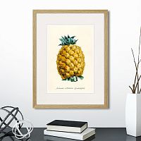 картина: botany illustration №17, 1836г. в Калининграде