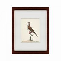 картина: the brown bird в Калининграде