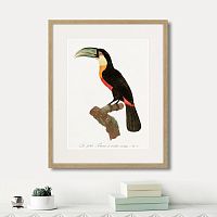 картина: beautiful toucans №1, 1806г. в Калининграде