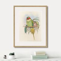 картина: bonaparte's parakeet, 1850г. в Калининграде