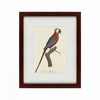 картина: ara macao (scarlet macaw), 1801 в Калининграде
