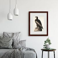 картина: great american sea eagle, 1837 в Калининграде