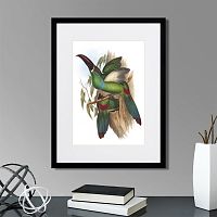 картина: toucans №5, 1849г. в Калининграде