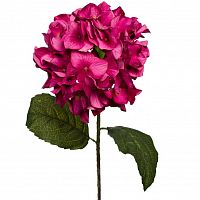 гортензия алая 85 см (12) в Калининграде