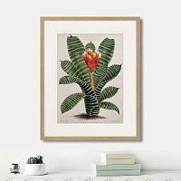 картина: exotic plants of the world №8, 1815г. в Калининграде