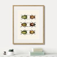 картина: assorted beetles №11, 1735г. в Калининграде