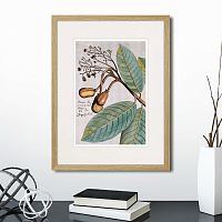 картина: exotic plants of the world №5, 1815 (i) в Калининграде
