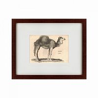 картина: arabian camel, 1809 в Калининграде