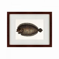 картина: sole fish, 1722 в Калининграде