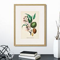 картина: botany illustration №24, 1836г. в Калининграде
