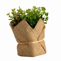 растение декоративное potted herb kolina в Калининграде