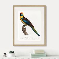 картина: beautiful parrots №12, 1872г. в Калининграде