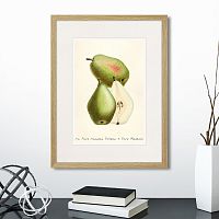 картина: botany illustration №19, 1836г. в Калининграде