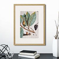 картина: exotic plants of the world №5, 1815 (ii) в Калининграде
