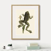 картина: big jumping frog, 1745г. в Калининграде