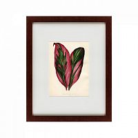 картина: botanical leaf dracaena, 1870 в Калининграде