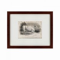 картина: a short horned bull, 1849 в Калининграде