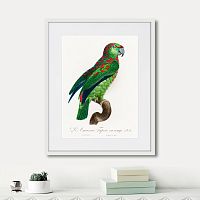 картина: beautiful parrots №4, 1872г. в Калининграде
