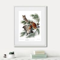 картина: eastern screech owl, 1845г. в Калининграде