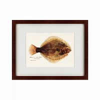 картина: southern pacific fish illustration, 1850 в Калининграде