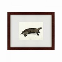 картина: a hand-painted illustration of an arakan forest turtle, 1872 в Калининграде