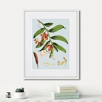 картина: himalaya plants white and orangered flowers, 1869г. в Калининграде