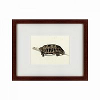 картина: a hand-painted illustration of an elongated tortoise, 1873 в Калининграде